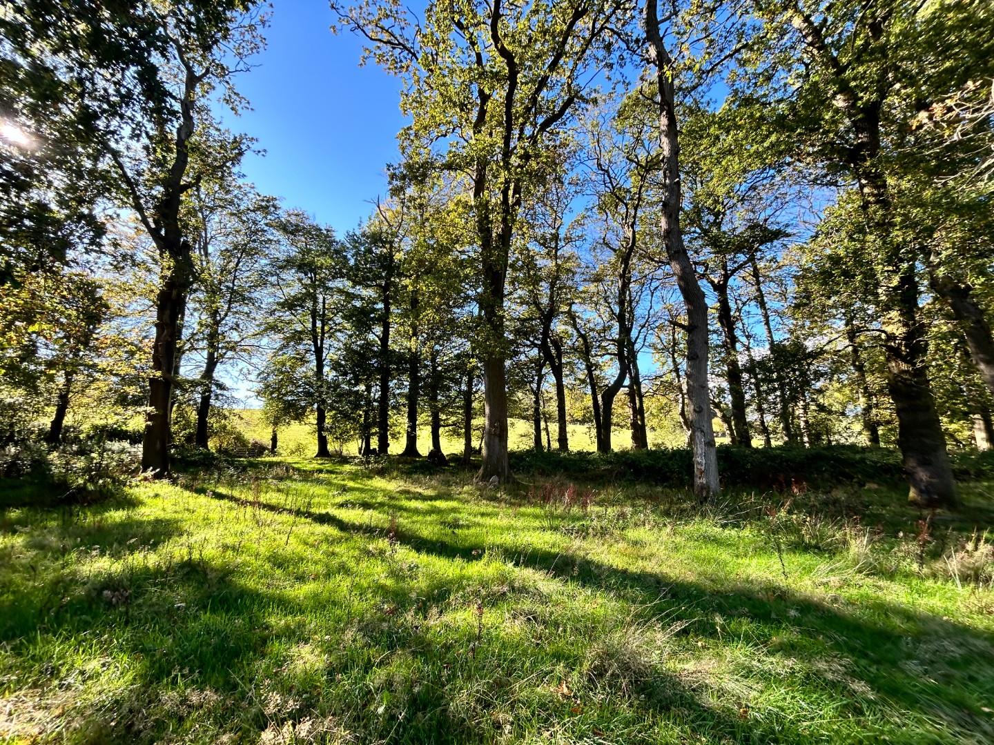 Lot 3: Approximately 2.41 Acres of Woodland, Llwynrhyddid Farm, Hensol